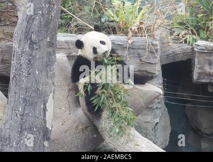 Un panda divora il bambù mentre giaceva su un ramo di albero allo zoo di Pechino, Cina, 17 novembre 2019. *** Caption locale *** fachaoshi Foto Stock