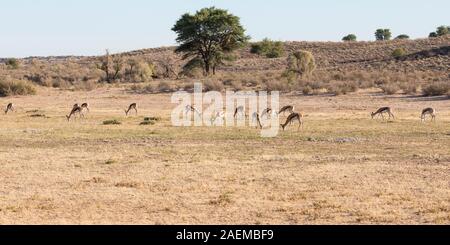 Panoramica rosso Kgalagadi paesaggio di dune con allevamento di pascolo di springbok (Antidorcas marsupialis) all'alba, Northern Cape, il Kalahari, Sud Africa Foto Stock