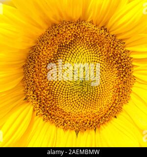 Girasole, Helianthus, nella primavera cresciuto per la sua ricca di olio di semi, mangimi per il bestiame e come biocarburante close up dettaglio del centro del fiore Foto Stock