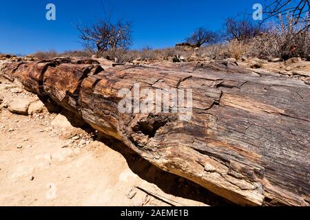 Foresta pietrificata, boschi pietrificati, alberi fossili, trasformato in pietra, Khorixas, Damaraland (Erongo), Namibia, Africa Meridionale, Africa Foto Stock