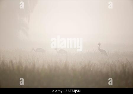 Nero-incoronato gru nella nebbia Foto Stock