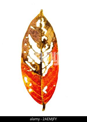 Foglie rosse che hanno fori da essere mangiati dai worm su sfondo bianco, yellow leaf di essere mangiato da un caterpillar Foto Stock