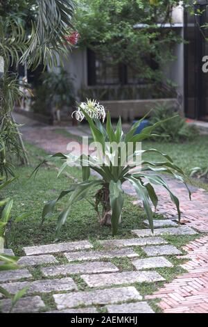 Fioritura di piante tropicali hymenocallis bianco con petali lunghi in prossimità del percorso nel parco Foto Stock