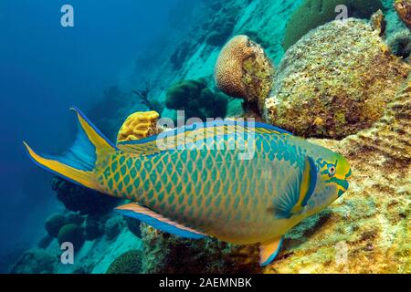 Regina pesci pappagallo (Scarus vetula), nuoto in una barriera corallina, Bonaire, Antille olandesi, Caraibi Foto Stock