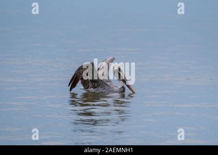 Wild Brown Pelican bird galleggiante sull'oceano Pacifico in Messico. Foto Stock