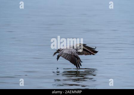 Wild Brown Pelican bird volare sopra l'Oceano Pacifico del Messico. Foto Stock