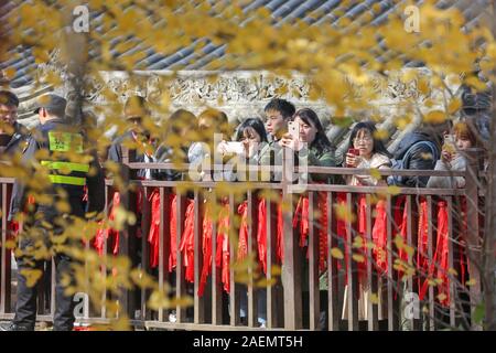 La gente guarda il 1400-millenaria ginkgo albero piantato da Imperatore Taizong di Tang, o li Shimin, il secondo imperatore della dinastia Tang della Cina Foto Stock