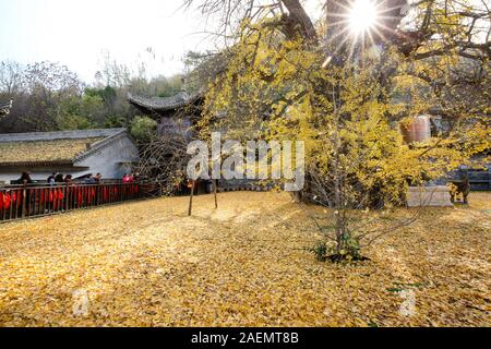 Il 1400-millenaria ginkgo albero piantato da Imperatore Taizong di Tang, o li Shimin, il secondo imperatore della dinastia Tang della Cina attira visito Foto Stock