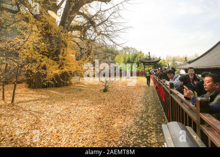 La gente guarda il 1400-millenaria ginkgo albero piantato da Imperatore Taizong di Tang, o li Shimin, il secondo imperatore della dinastia Tang della Cina Foto Stock