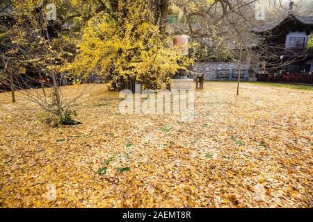 Il 1400-millenaria ginkgo albero piantato da Imperatore Taizong di Tang, o li Shimin, il secondo imperatore della dinastia Tang della Cina attira visito Foto Stock