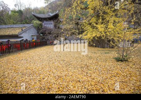 Il 1400-millenaria ginkgo albero piantato da Imperatore Taizong di Tang, o li Shimin, il secondo imperatore della dinastia Tang della Cina attira visito Foto Stock