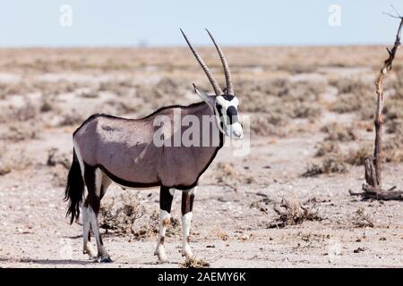 Gemsbok, Salt pan, Etosha National Park, Namibia, Sud Africa, Africa Foto Stock