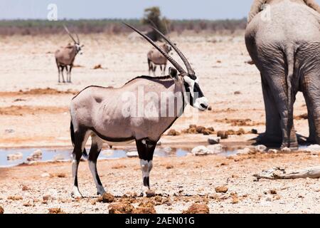 Gemsbok accanto alla buca d'acqua, alla saliera, al Parco Nazionale Etosha, Namibia, Africa Meridionale, AfricaAfrica Foto Stock