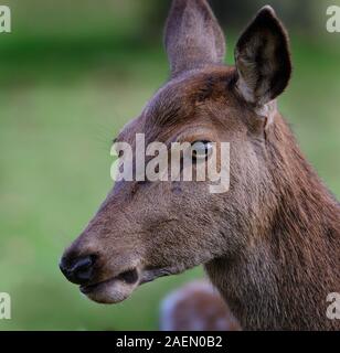 Red Deer mandria nel parco controllato a dimora signorile. Foto Stock