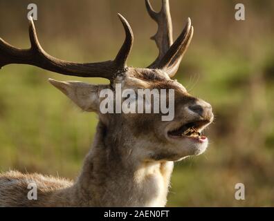 Red Deer mandria nel parco controllato a dimora signorile. Foto Stock