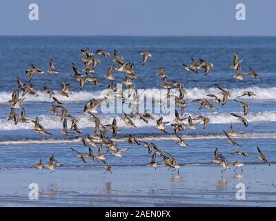 Nodo Calidris canutus gregge in volo sulla spiaggia Titchwell Norfolk Foto Stock