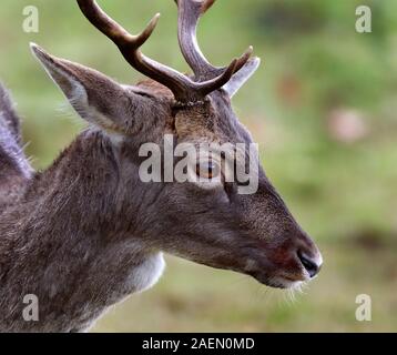 Red Deer mandria nel parco controllato a dimora signorile. Foto Stock