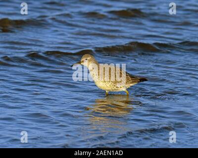 Nodo canutus Caldris guadare in piscina costiera Foto Stock