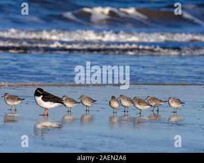 Nodo Caldris canutus e unico Oystercatcher guadare in piscina costiera Foto Stock