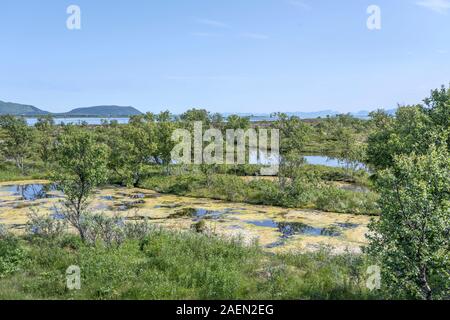 Paesaggio con palude sulla riva del fiordo, girato sotto la luminosa luce estiva a Risoyhamn, Andoya, Vesteralen, Norvegia Foto Stock