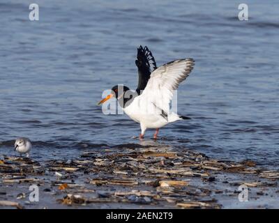 Oyster Catcher Haematopus ostralegus alimentazione invernale di Norfolk Foto Stock