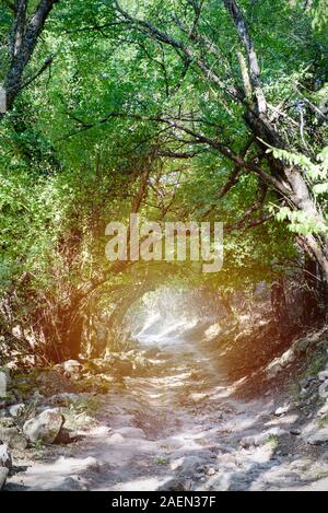 Strada rocciosa nella foresta di alta. Paesaggio estivo. Foto Stock