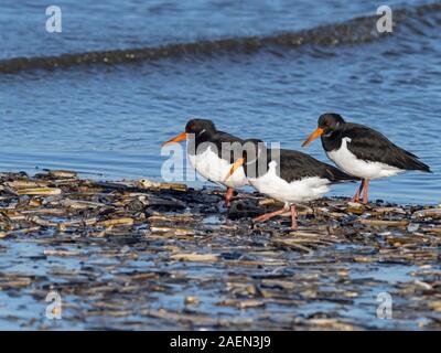 Oystercatchers Haematopus ostralegus alimentazione invernale di Norfolk Foto Stock