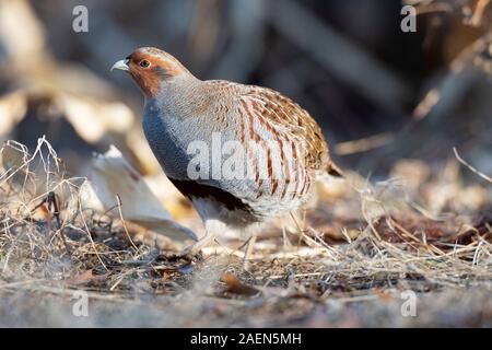 Pernice ungherese sul bordo di un campo in Minnesota Foto Stock