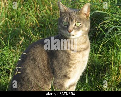 Bel gatto Tabby seduto fuori sull'erba Foto Stock
