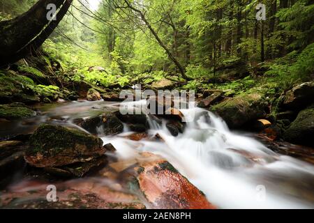 Forest flusso che scorre verso il basso dalla montagna. Foto Stock