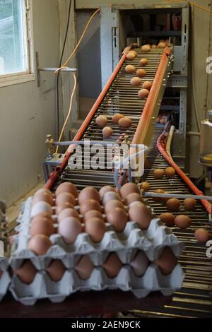 Le uova organiche vengono raccolti sul nastro trasportatore automatico in una piccola azienda agricola Foto Stock