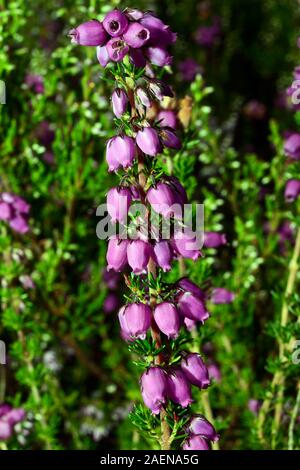 Erica Cinerea (bell heather) è nativo di Europa occidentale e centrale in cui si verifica su mori e brughiera. Foto Stock