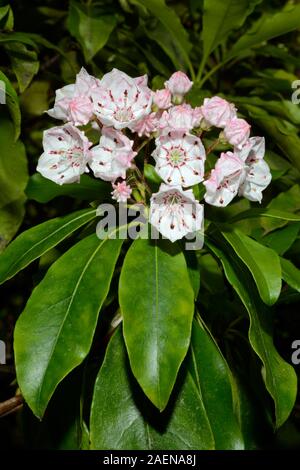 Kalmia latifolia (mountain laurel) è un latifoglie arbusto sempreverde nativo degli Stati Uniti orientali dove spesso avviene in botti di rovere-heath foreste. Foto Stock