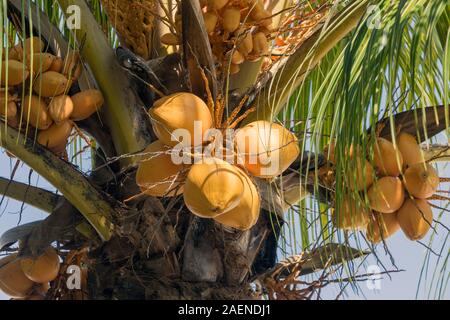 Noci di cocco su albero di cocco. Il Cocos nucifera. Maurizio, Isole Mascarene. Foto Stock