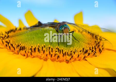 Dragonfly seduto su un girasole. Foto Stock