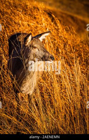 Red Deer hind nelle Highlands scozzesi Foto Stock