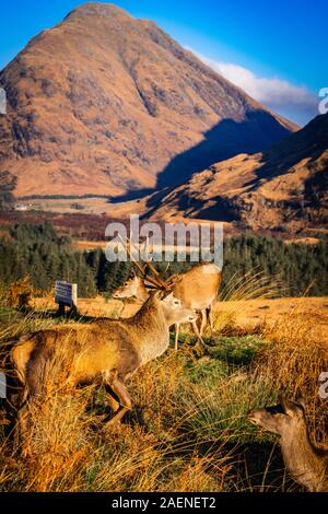 Red Deer Cervo a Glen Etive, Scozia Foto Stock