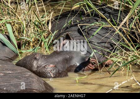 Testa di ippopotamo occhiatura fino pericolo dalla sicurezza delle canne Foto Stock