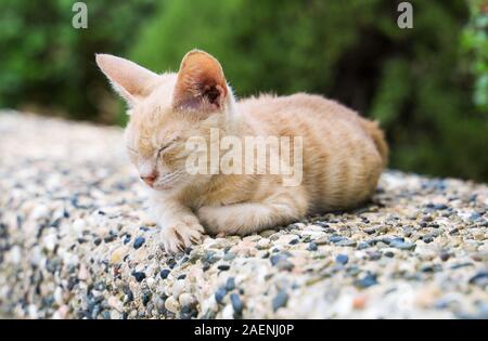 Sporco vaganti kitty selvatici sulla strada. Foto Stock