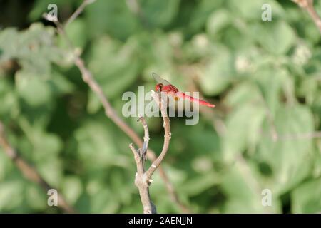 Libellula insetto Damselfly - Odonati infraorder Anisoptera di grasshopper famiglia con molteplici occhi, forti coppie, trasparente patchato ali. Selvatica Foto Stock