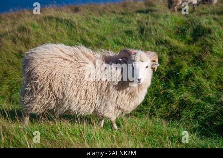 Gregge di pecore al pascolo su Kalsoy isola, Kallur Faro Ubicazione Foto Stock