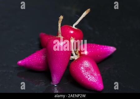 Pitiguey Pink Fruit primo piano su sfondo nero Foto Stock