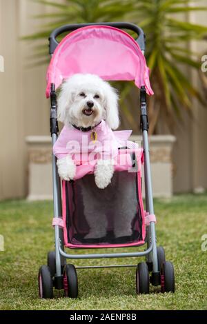 Piccolo simpatico cane bianco che indossa una camicia rosa sorge su due gambe in una rosa la PRAM Foto Stock