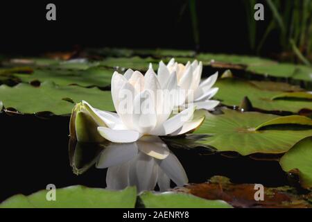 Water Lilies in una giornata di sole Foto Stock