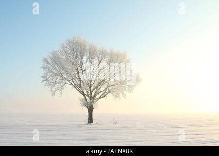 Albero solitario in un campo su un soleggiato al mattino senza nuvole. Foto Stock