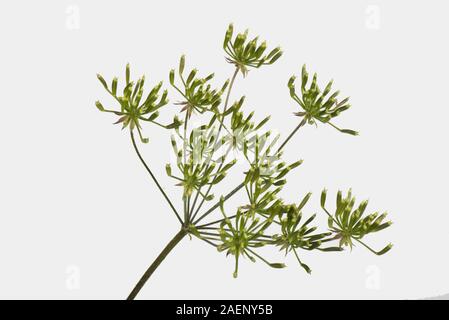 Cerfoglio ruvida, Chaerophyllim temulum, hispid semina, ombrella maturazione, Berkshire, Giugno Foto Stock