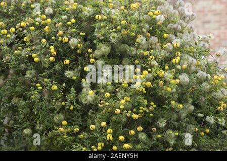 Golden clematis, Clematis tangutica, la fioritura e la semina su un giardino di gate e una siepe di conifere, Berkshire, Settembre Foto Stock