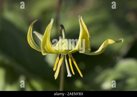 Erythronium "Pagoda' o del cane viola dentata, Erythronium tuolumnense, fiore con redurved petali gialli, Aprile Foto Stock