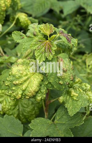 Danni alle foglie di ribes, Ribes sp., causati da blister ribes afidi, Cryptomyzus ribis, in estate. Le foglie sono rugose con il rosso e voi Foto Stock