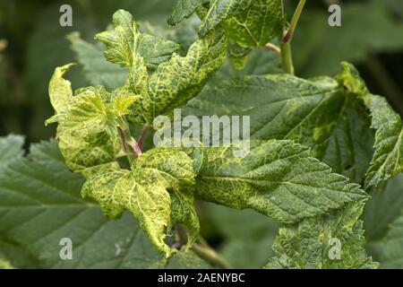 Ribes sowthistle-afidi, Hyperomyzus lactucae, leaf distorsione, ingiallimento e chiazze clorosi a foglie blakcurrant, Berkshire, Giugno Foto Stock